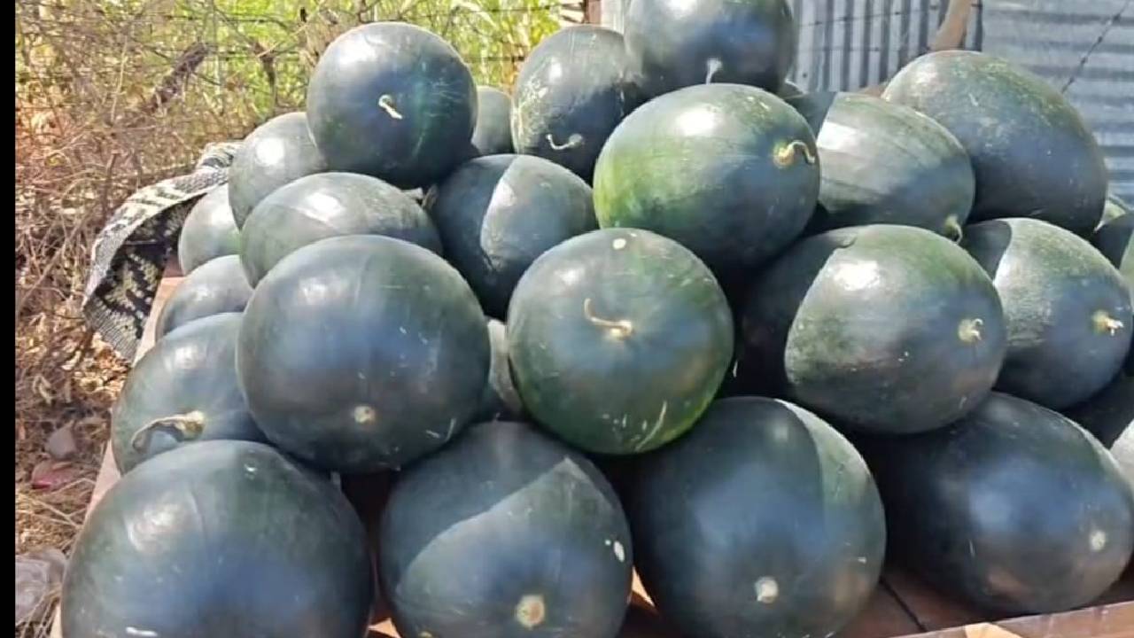 तरबूज किसानों का आर्थिक संकट