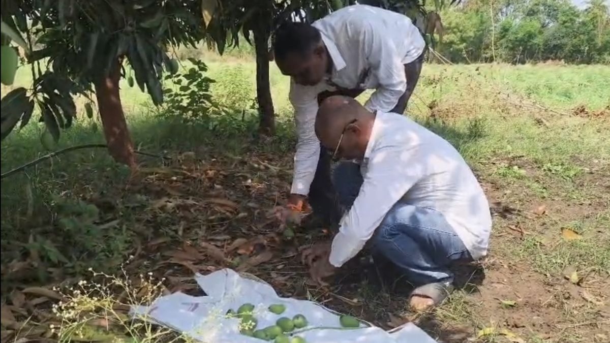 बारिश से तबाह आम के बाग