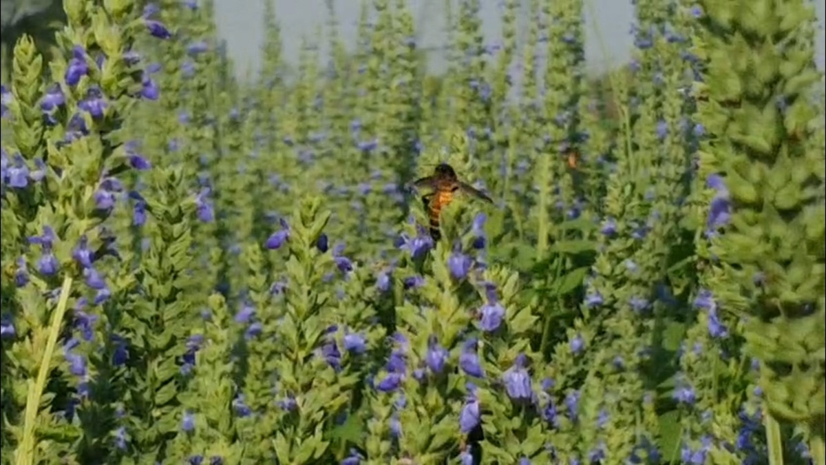 chia seeds cultivation Maharashtra