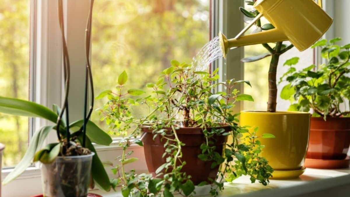 PHOTOS: चिलचिलाती गर्मी से राहत का देसी जुगाड़, बस घर में लगा लें ये 5 पौधे