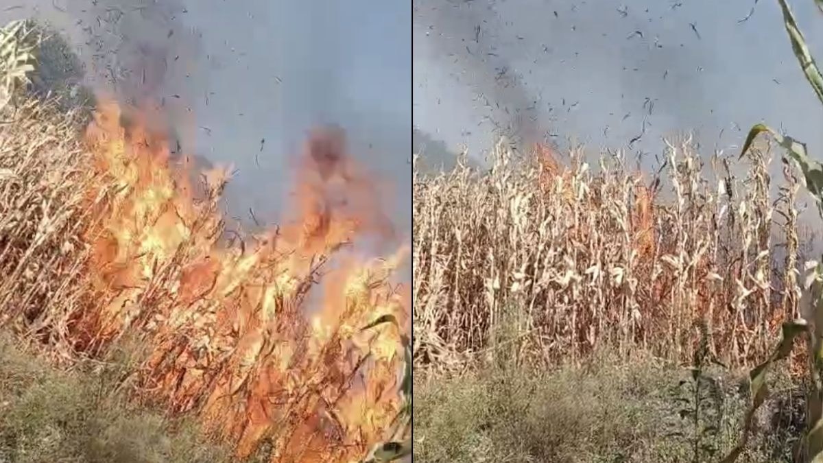 मक्के की फसल राख