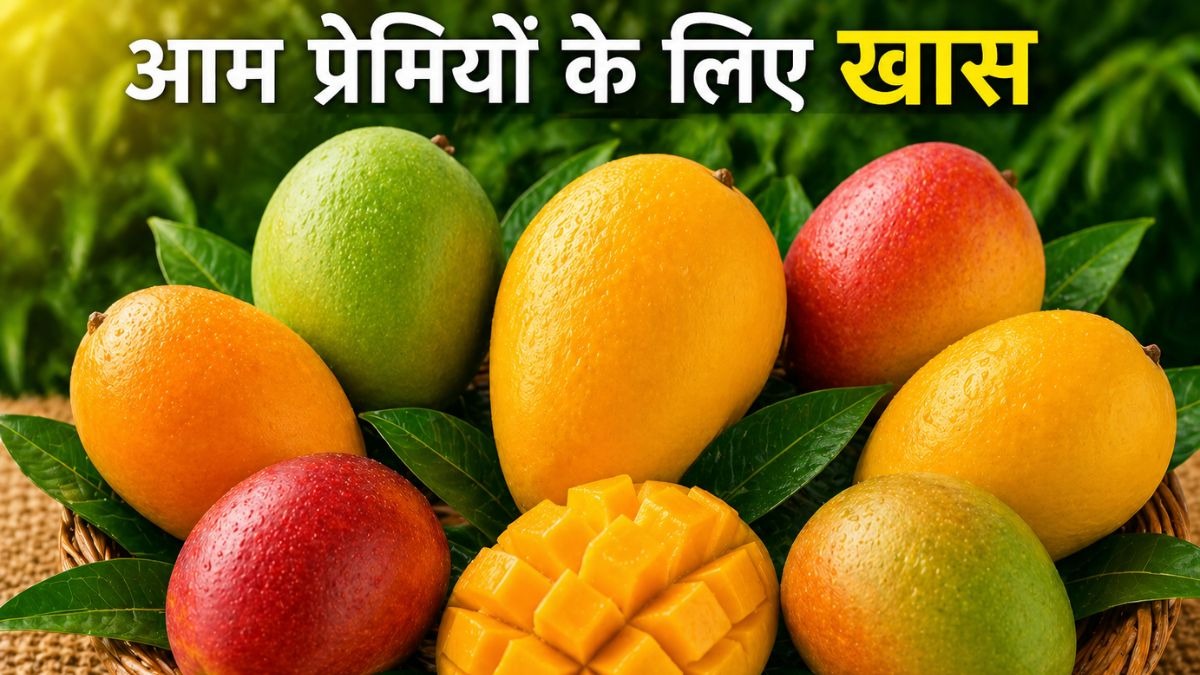 PHOTOS: ये हैं भारत के 6 खास आम, जानें किसे कहते हैं आमों का राजा