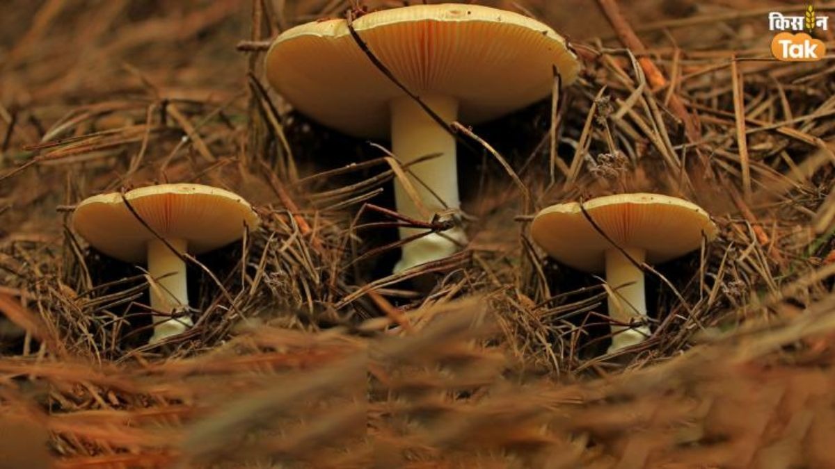 PHOTOS: मशरूम की ये खास वैरायटी दिलाएगी 5 गुना लाभ, उगाने का जान लें तरीका