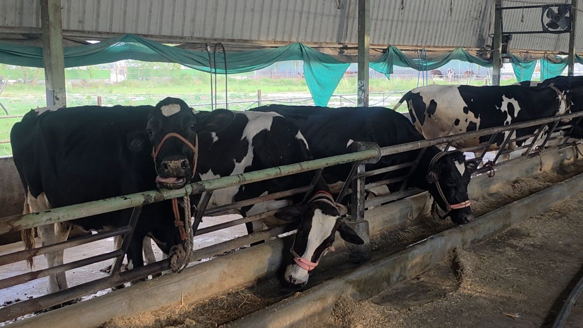 चंद्र प्रकाश सिंह के मेहतन का फल