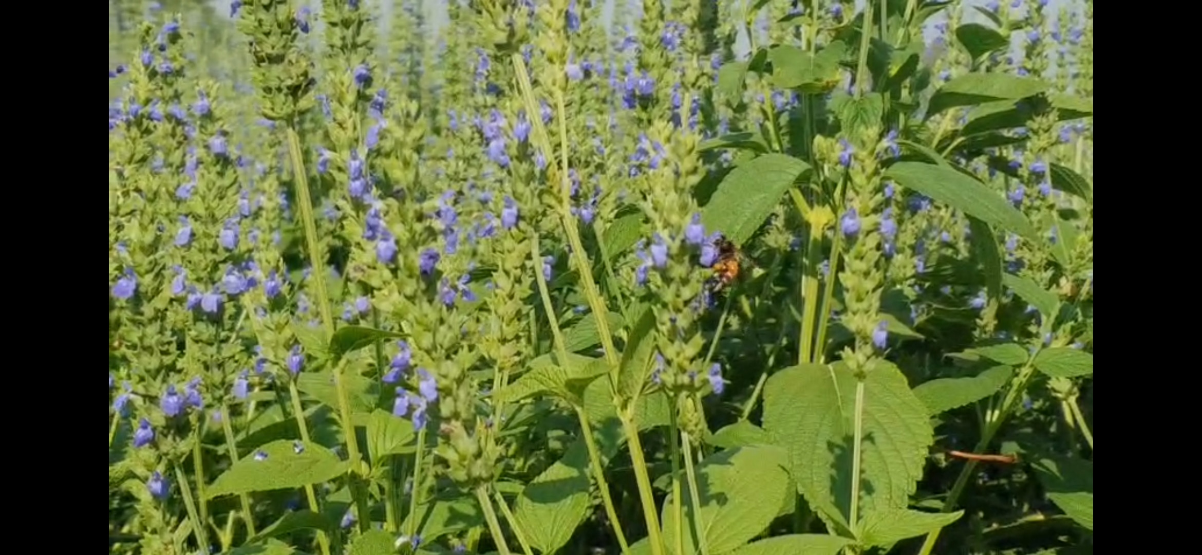 चिया बीजों में प्रोटीन की भरमार