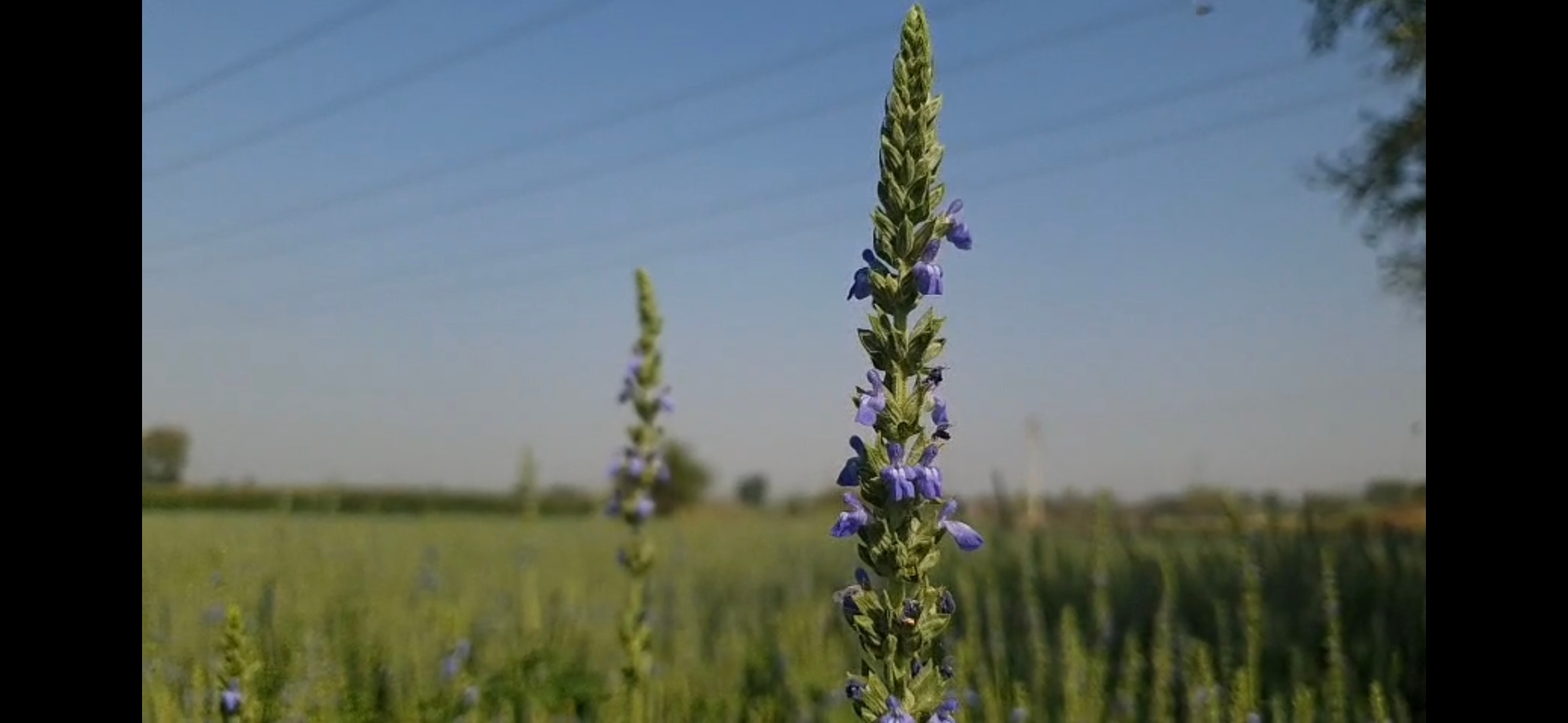 वाशिम और इंदौर में चिया के प्रमुख बाजार उपलब्ध