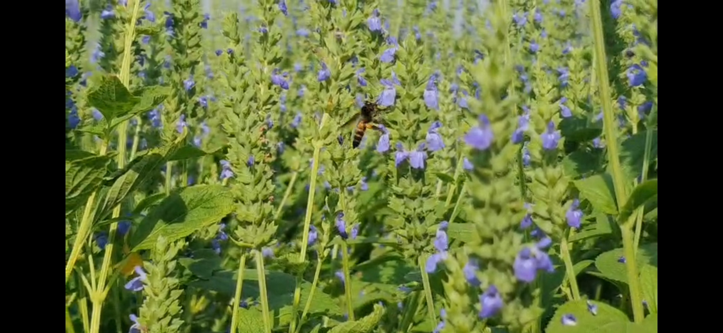 चिया का बाजार भाव 25 हजार रुपये क्विंटल