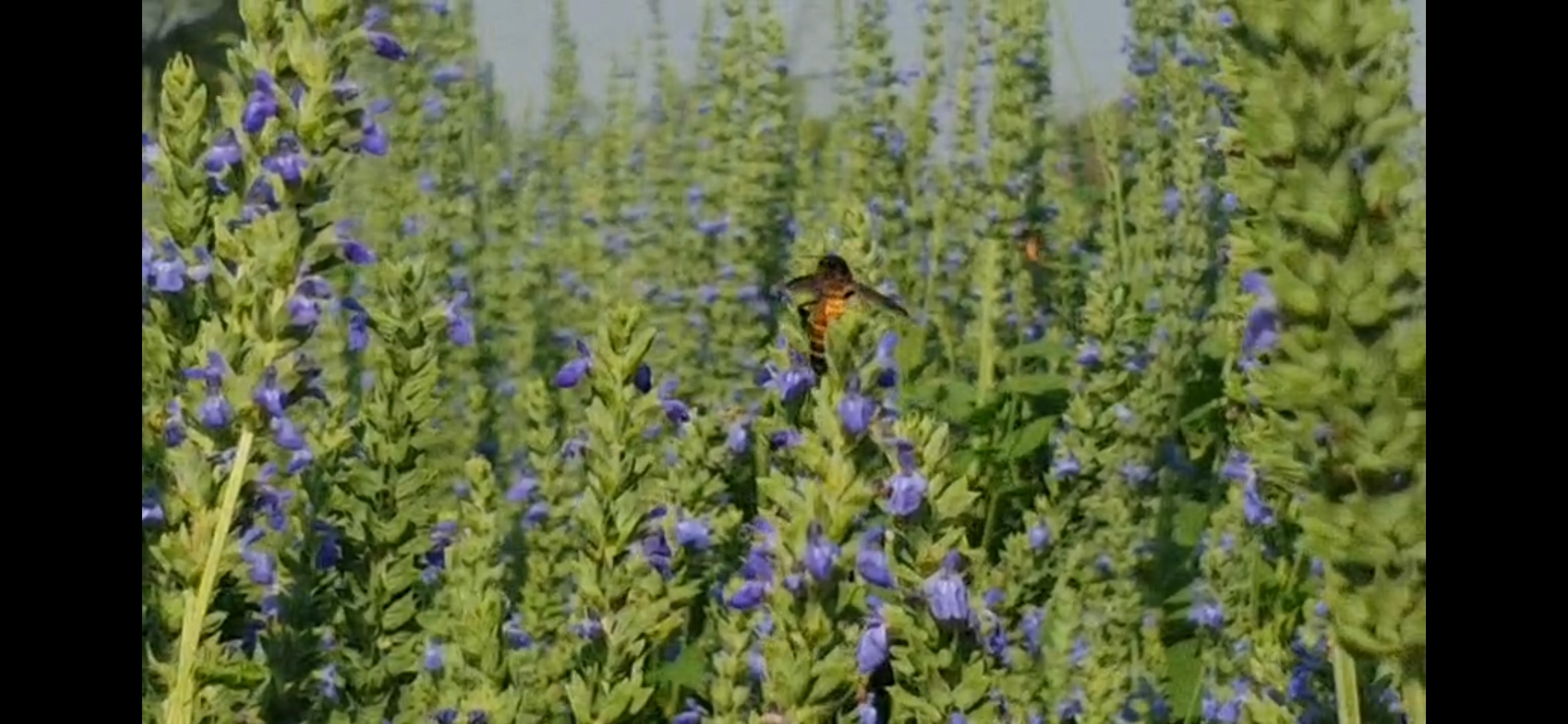 जालना में चिया की खेती