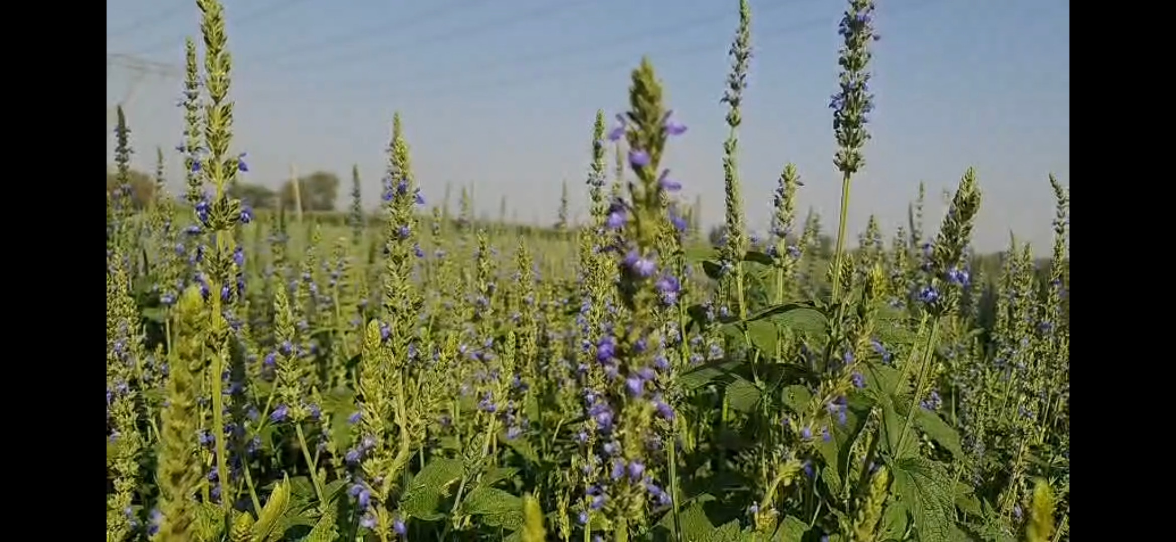 चिया का बाजार भाव अधिक