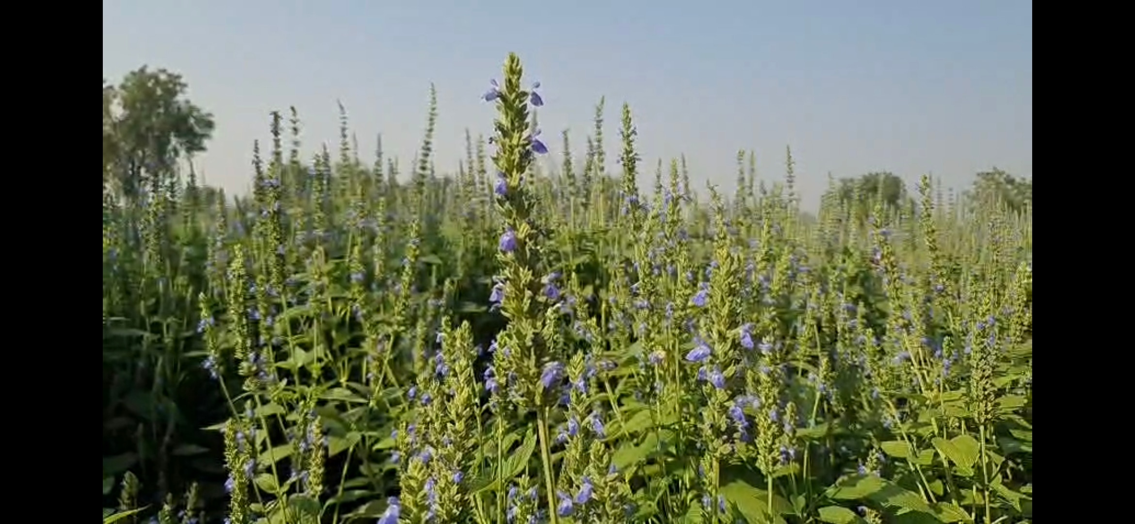 चिया की मजबूत बाजार मांग