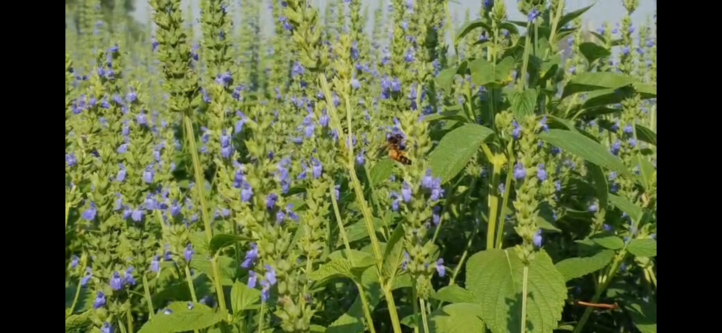 कम खर्च में अधिक उत्पादन देने वाली फसल