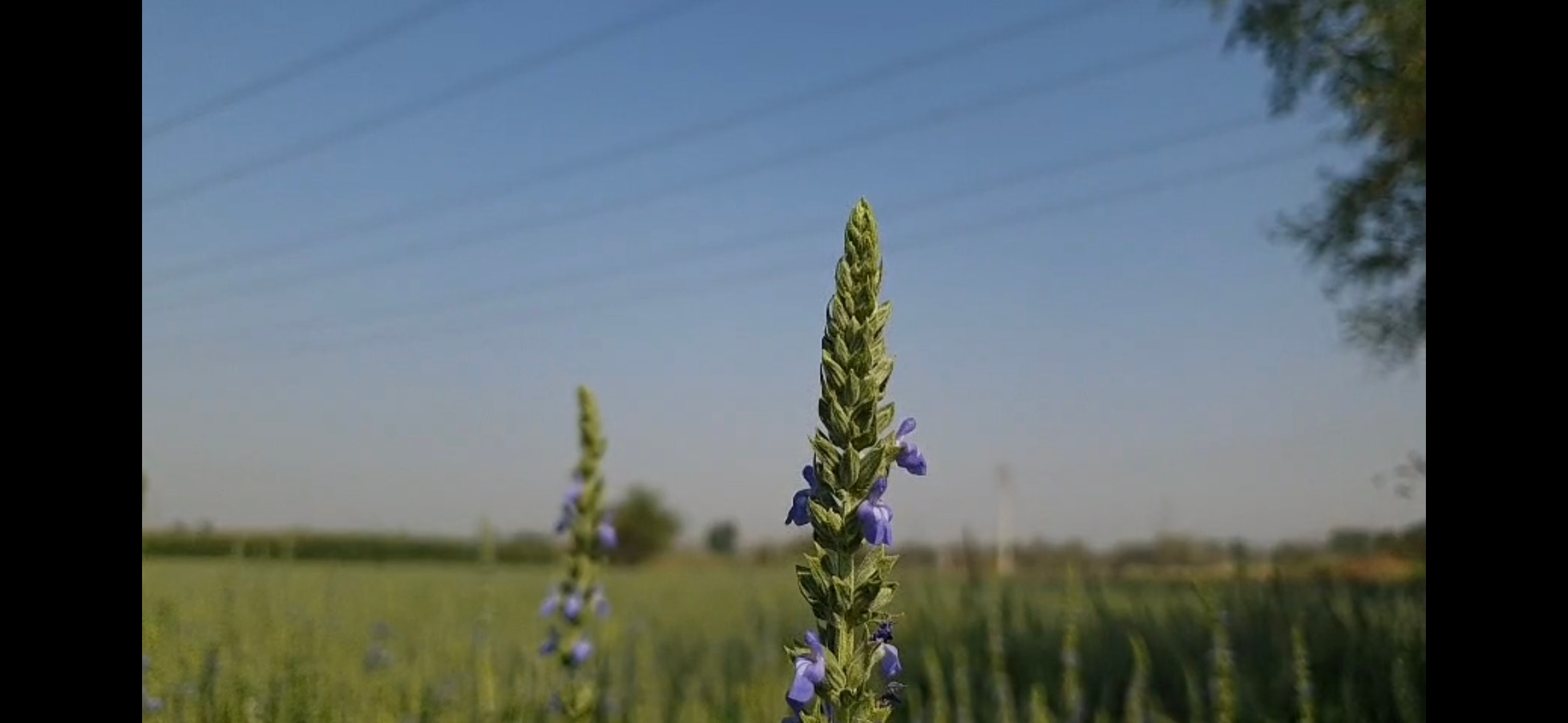 किसानों को चिया की खेती करने की अपील