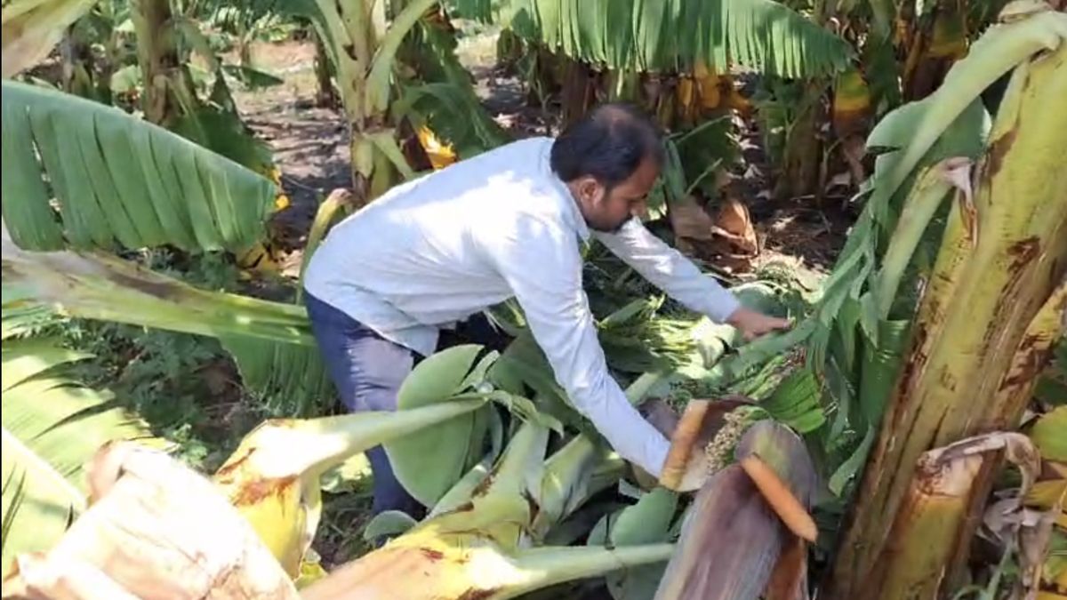 फलों के नहीं मिल रहे दाम