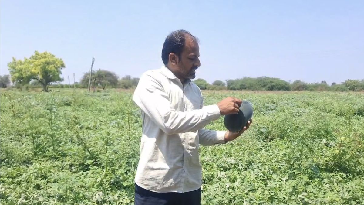 फल समय से पहले ही टूटकर गिर रहे