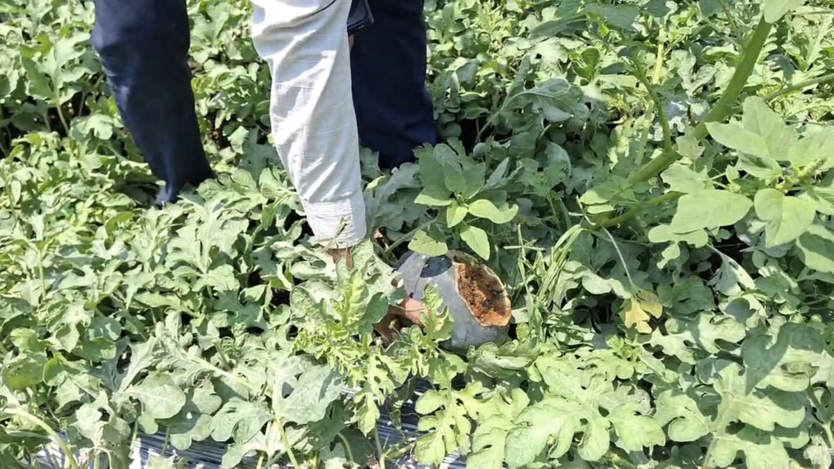 उत्पादन पर बारिश का सीधा असर उत्पादन