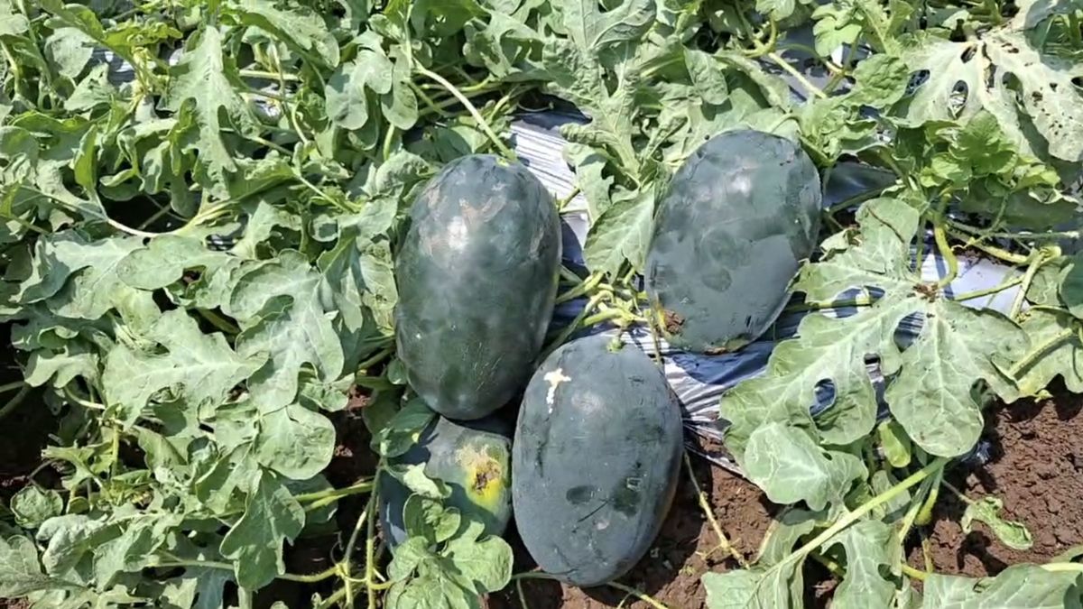 ओलावृष्टि और आंधी से फसल को भारी नुकसान