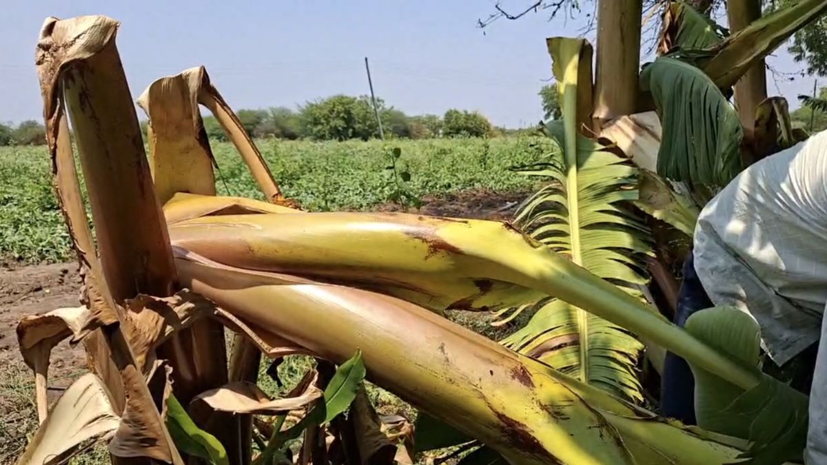 सरकार से तत्काल मदद की मांग