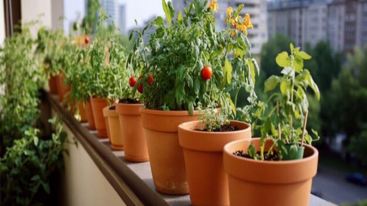 गार्डनिंग टिप्स 