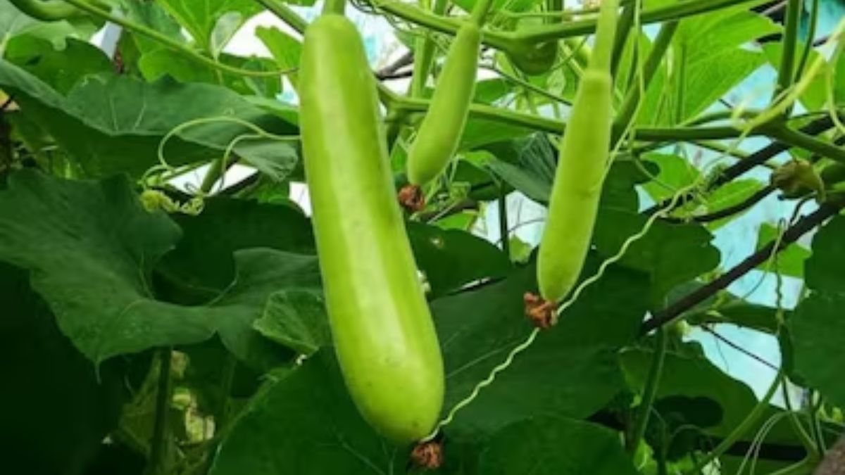 पांच देसी और असरदार उपाय