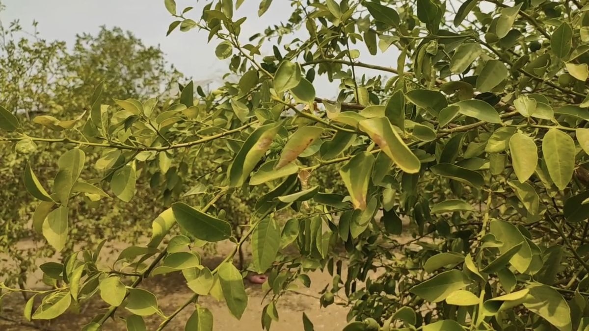 भीषण गर्मी ने तोड़ी किसानों की कमर