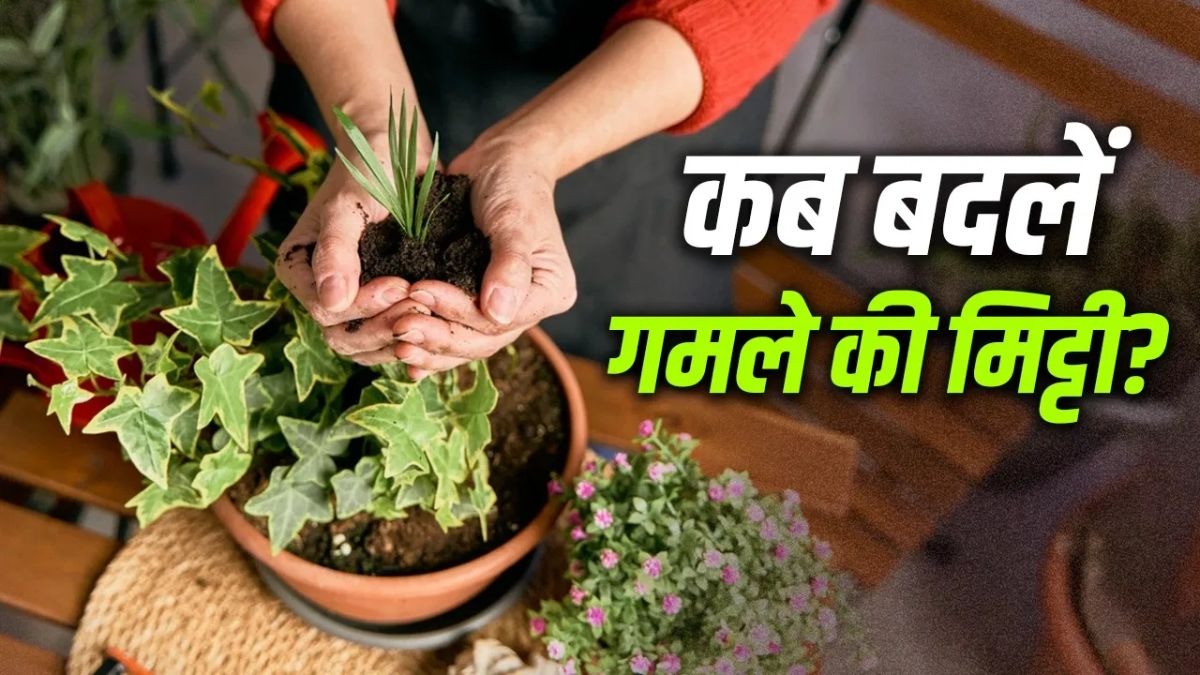 गमले की मिट्टी कितने दिन में बदलनी चाहिए