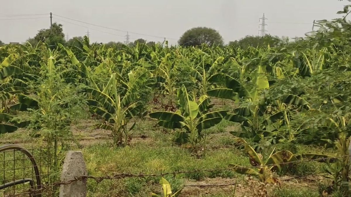 बड़े पैमाने पर होती है फलों की खेती
