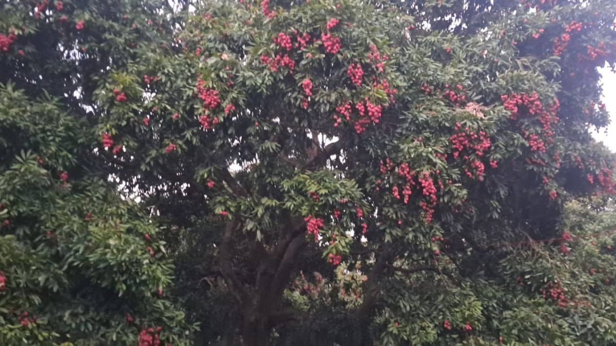 लीची के पेड़ों में इतनी रखें दूरी