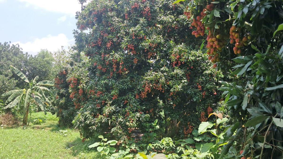 सूरज की रोशनी से बढ़ेगी पैदावार