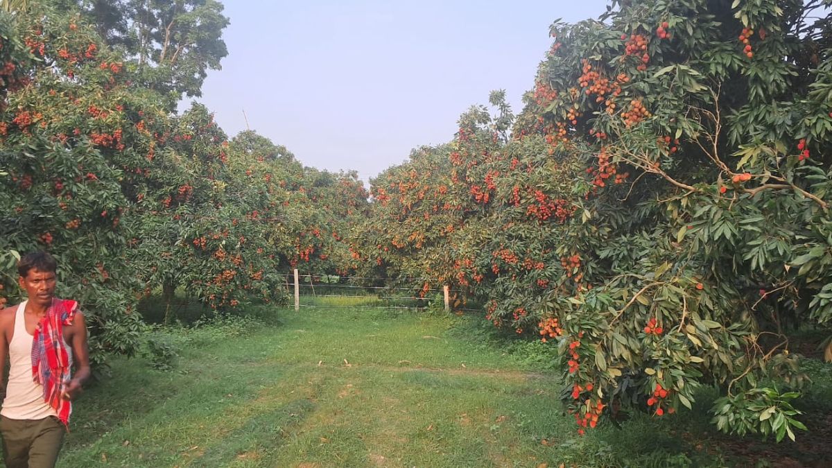 खुली जगह में पेड़ों में कीटों का खतरा कम