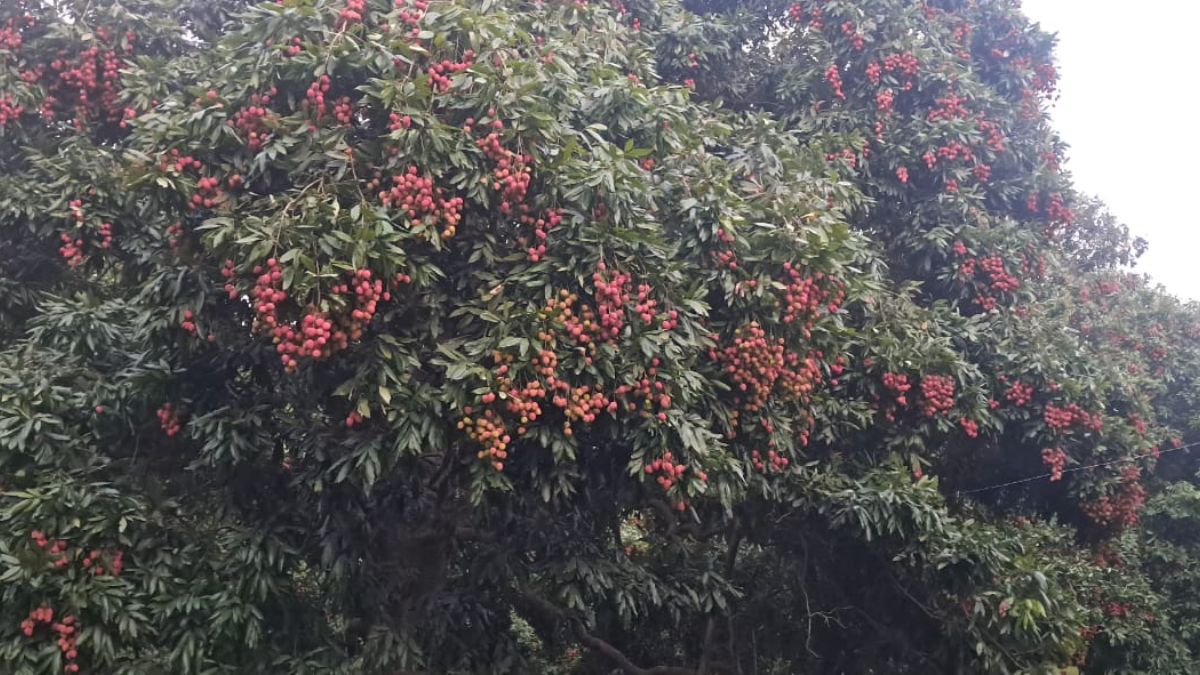 बिहार में कम उत्पादन के बावजूद नहीं बढ़े दाम