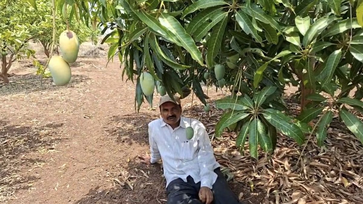 केसर आम ने बदली किस्मत