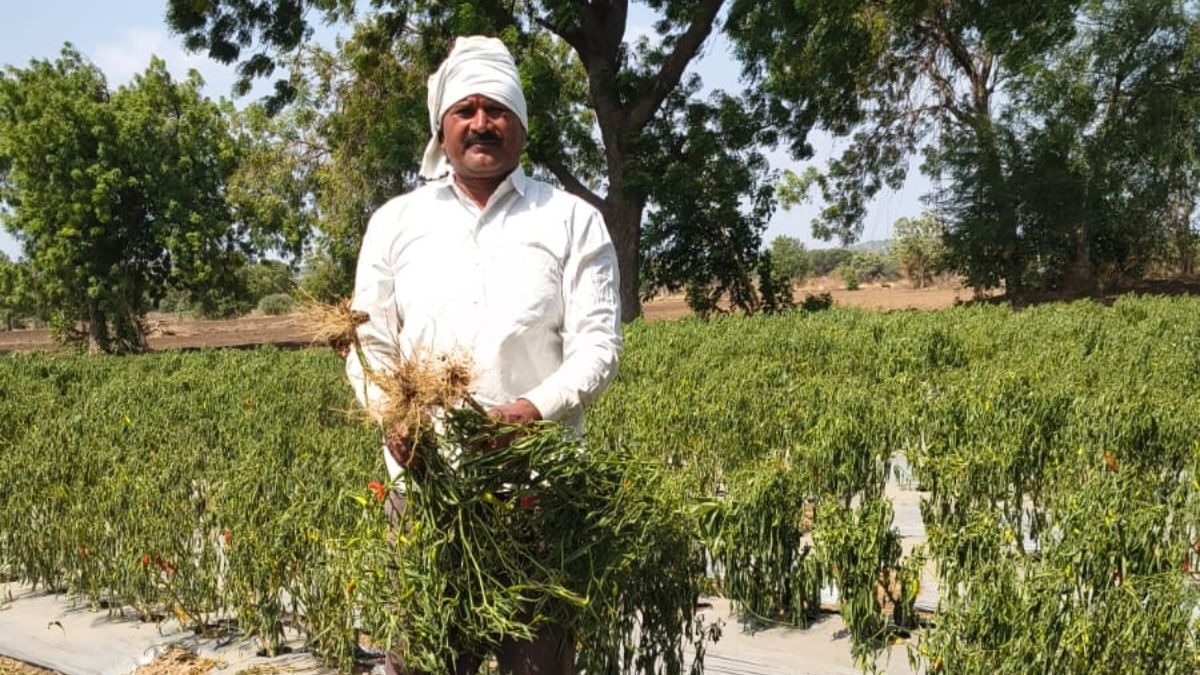 मिर्च की फसल