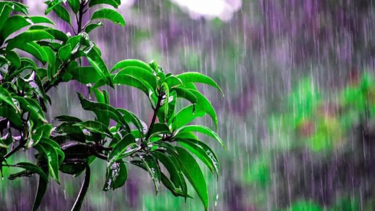 गार्डनिंग टिप्स