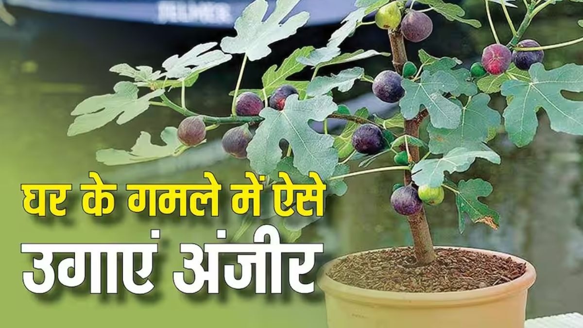 गमले में लगाएं अंजीर