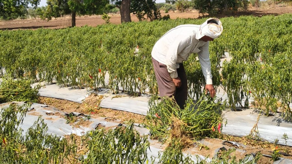 मिर्च की खेती में आई 1लाख की लागत
