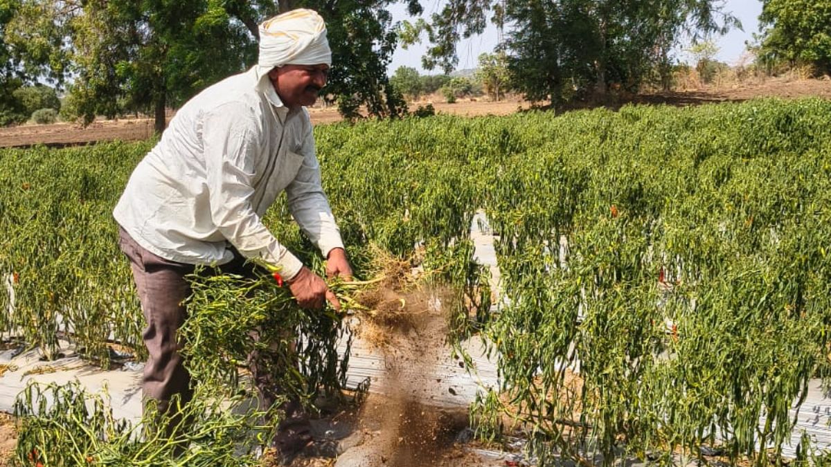 पानी के अभाव में हरी-भरी मिर्च की फसल सूखी