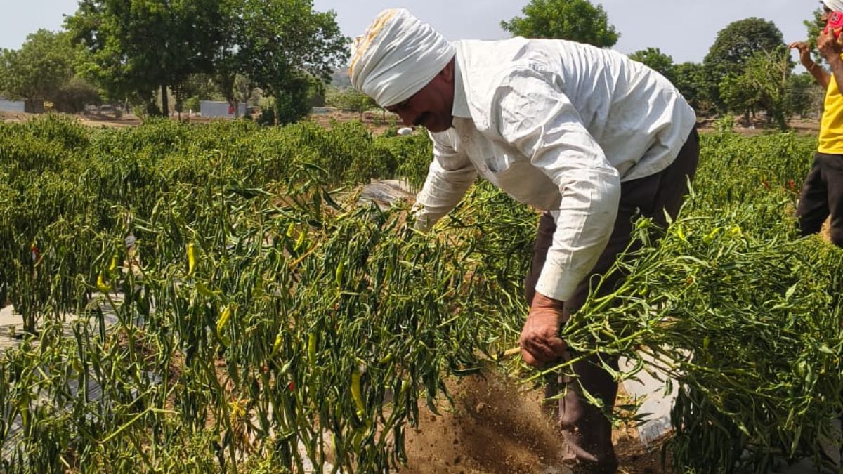 पौधों पर मिर्च लगनी हो चुकी थी शुरू