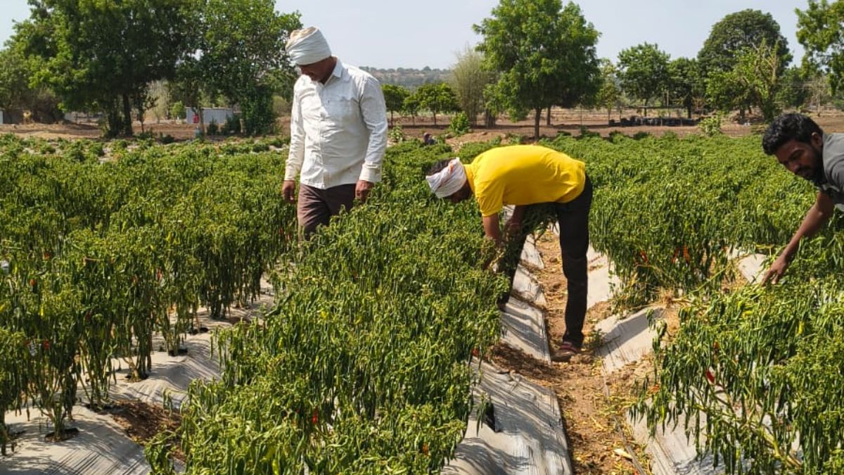 किसान को लाखों रुपये का आर्थिक नुकसान