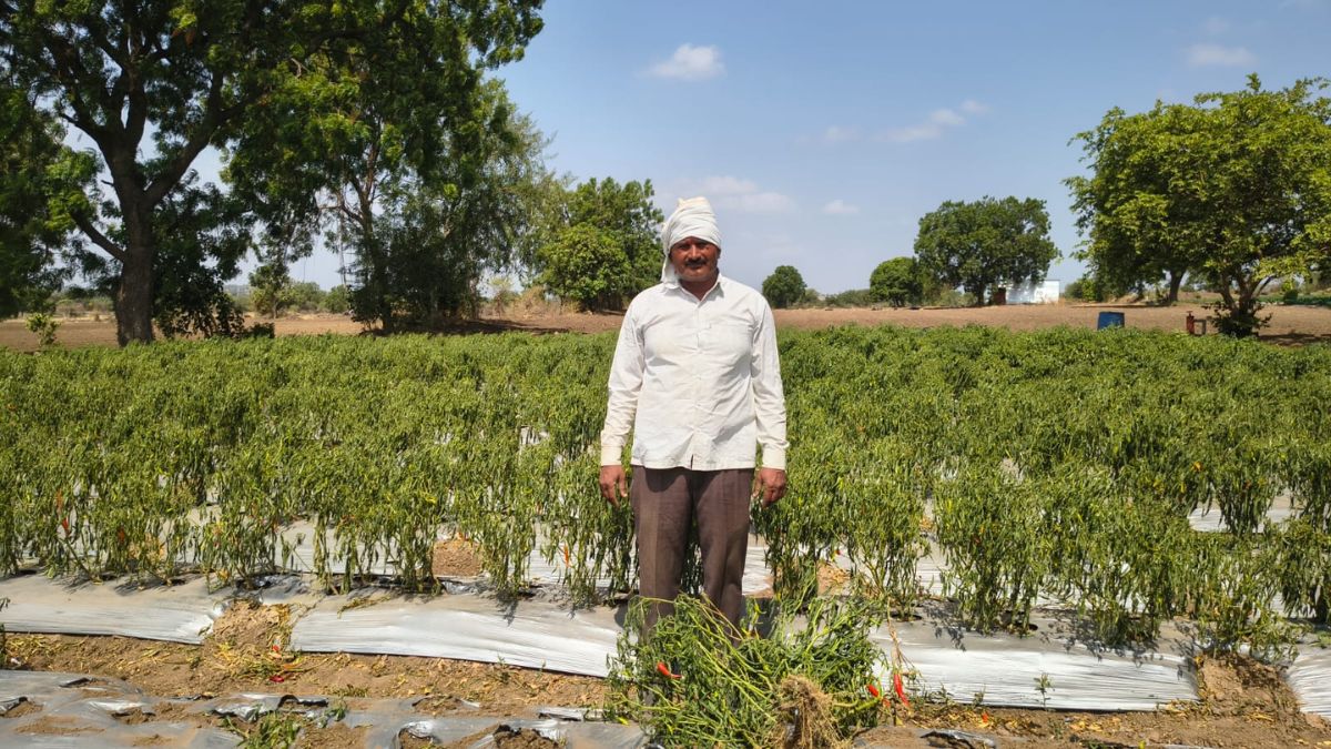 डेढ़ एकड़ मिर्च की फसल बर्बाद