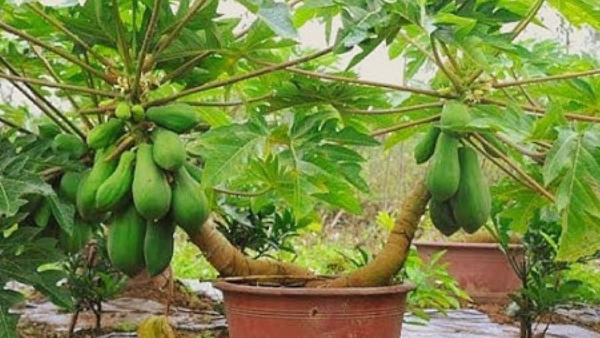धूप और पानी का रखें खास ध्यान