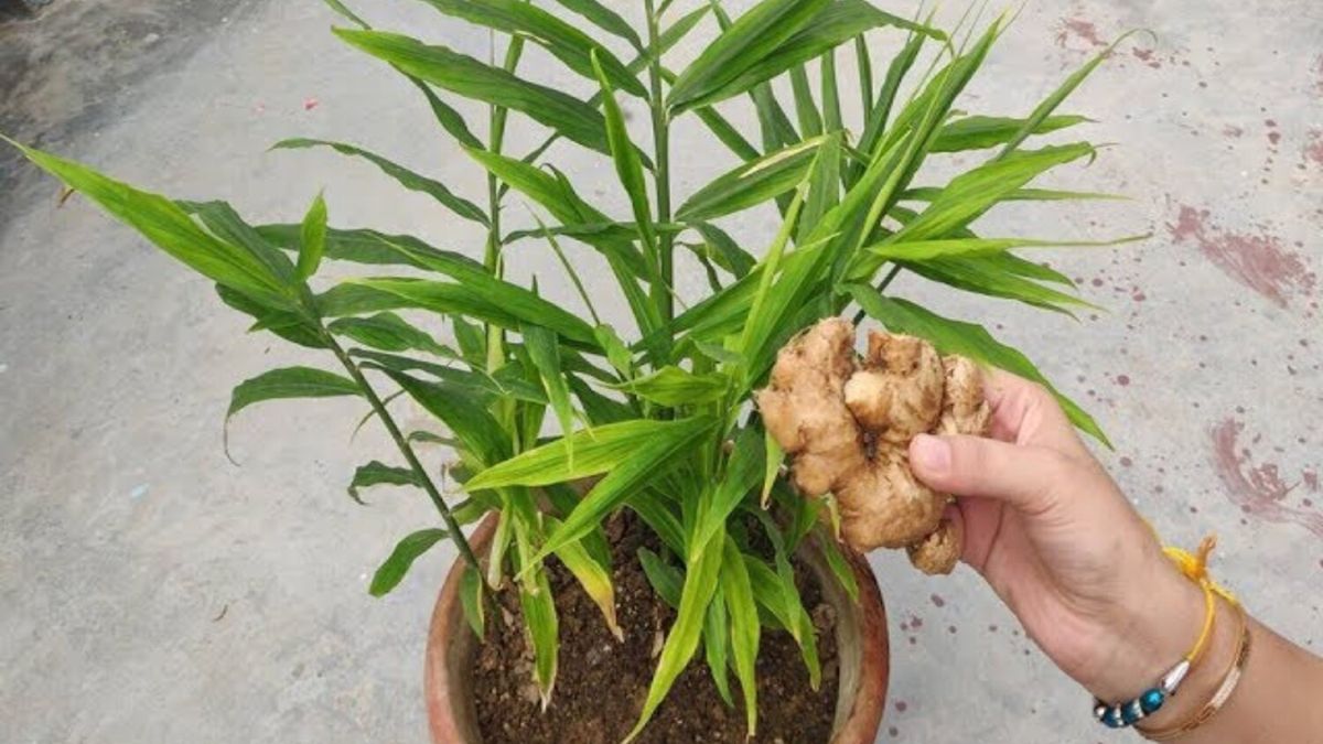 इतने दिनों में होगा तैयार