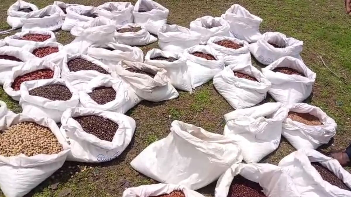 इन फलों के बीजों का होगा छिड़काव