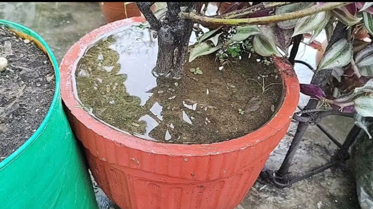 पानी जमा न होने दें