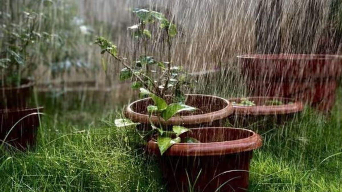 गार्डनिंग टिप्स