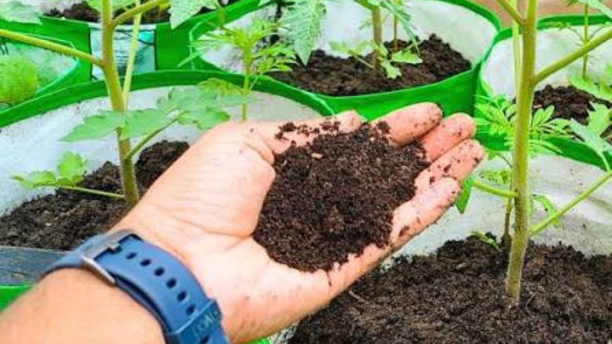 वर्मी कम्पोस्ट से बढ़ेगी पौधों की ग्रोथ