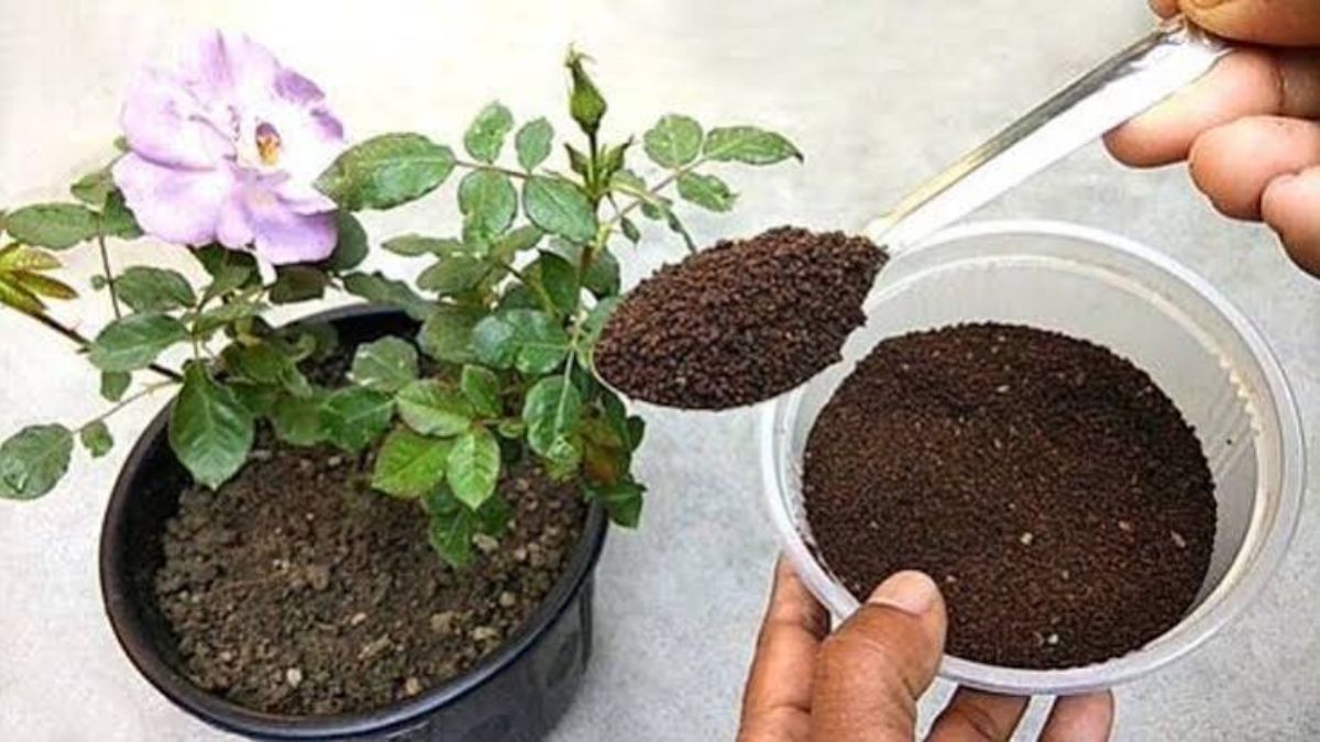 खाद डालते समय रखें ये सावधानियां