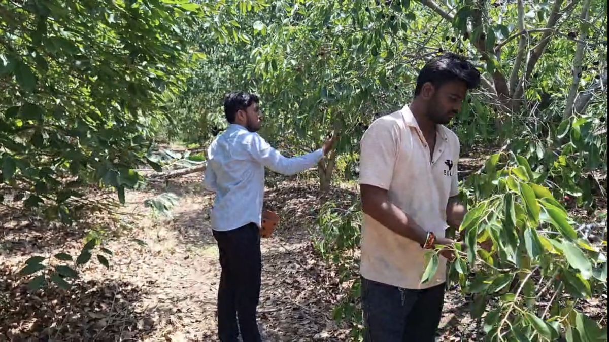 कुआं खोदकर की गई सिंचाई की व्यवस्था