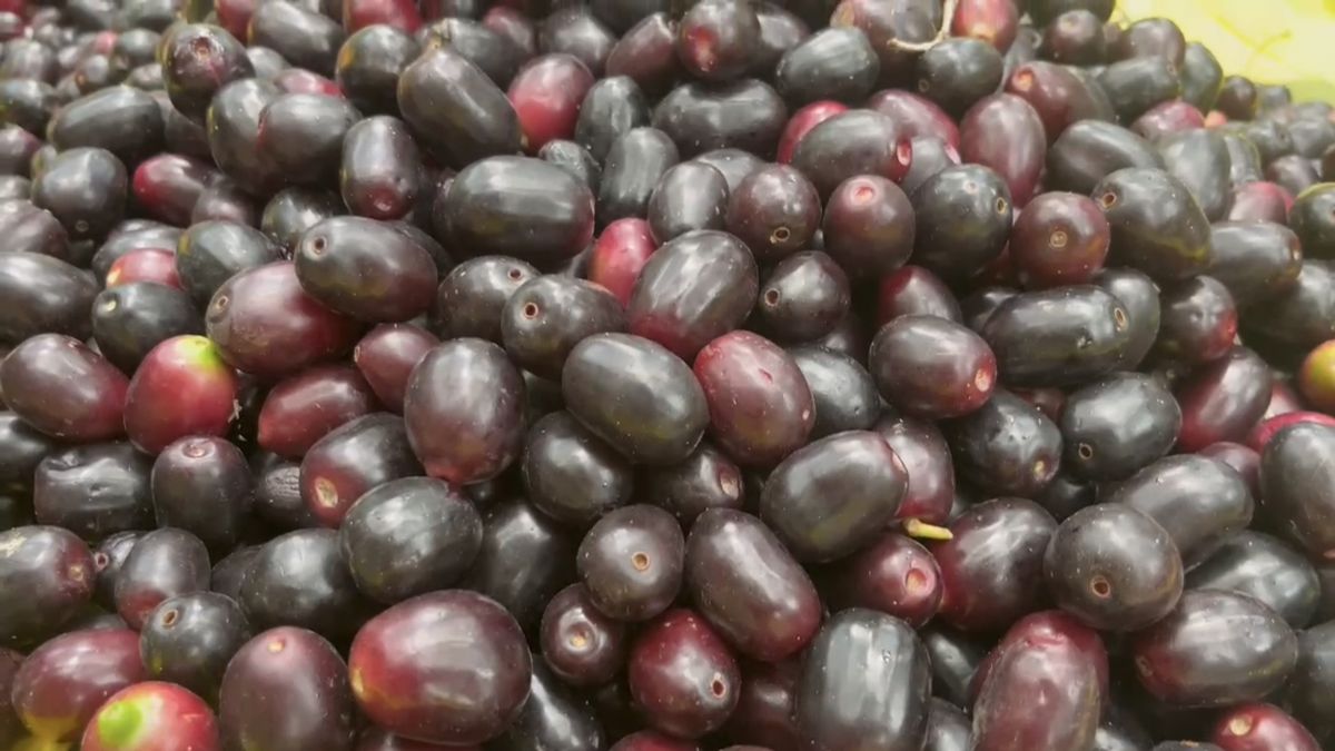 इस वर्ष बाग का तीसरा उत्पादन सीजन