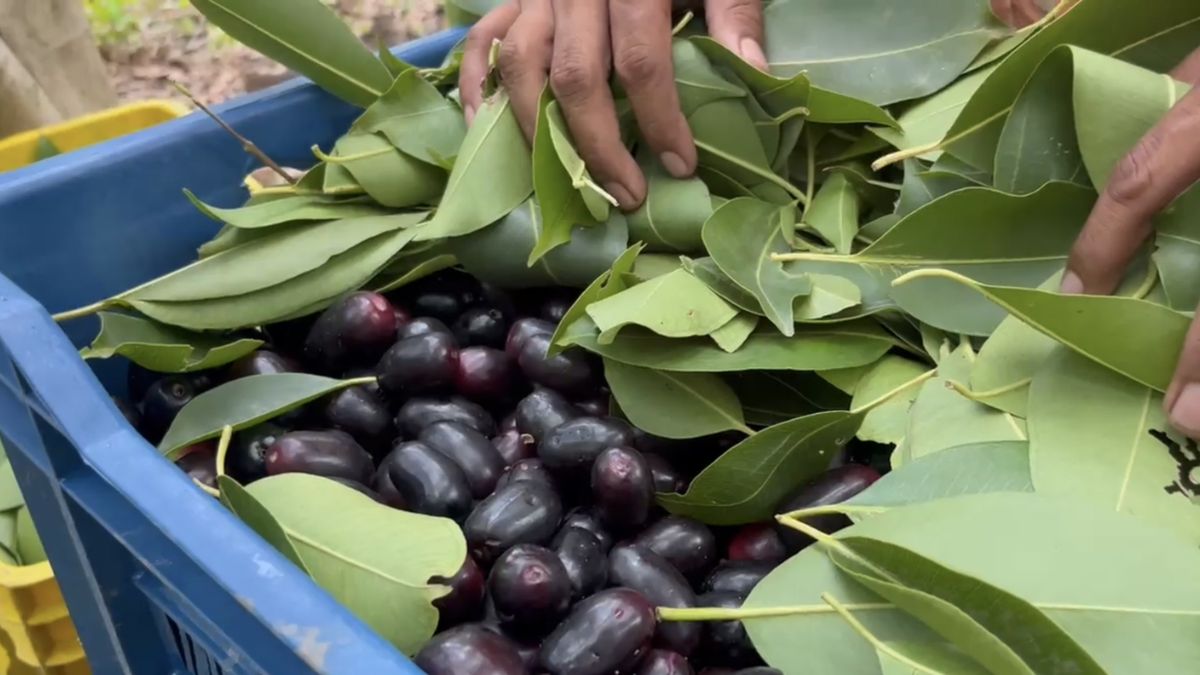 बाजार में रहती है अच्छी मांग