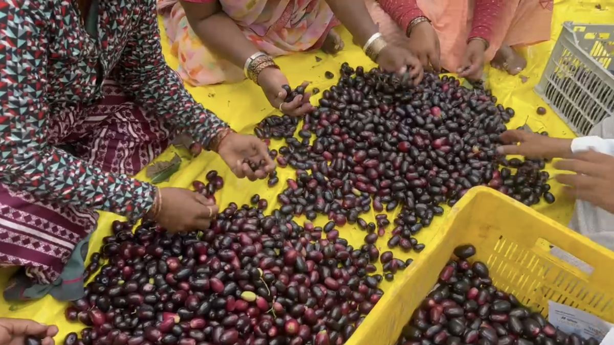 बाग से 15 से 20 लाख रुपये की कमाई होने की उम्मीद